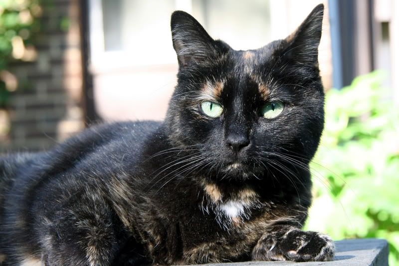 IMAGE: http://i76.photobucket.com/albums/j23/shortwave5/MixedPictures148crp.jpg