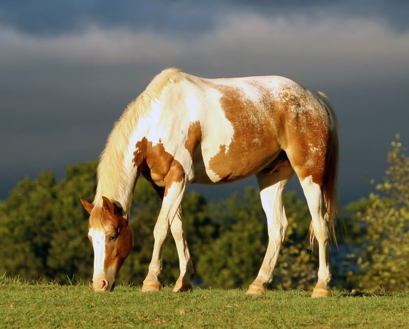 IMAGE: http://i76.photobucket.com/albums/j23/shortwave5/POTNshort5-natureanimals-02.jpg.jpg