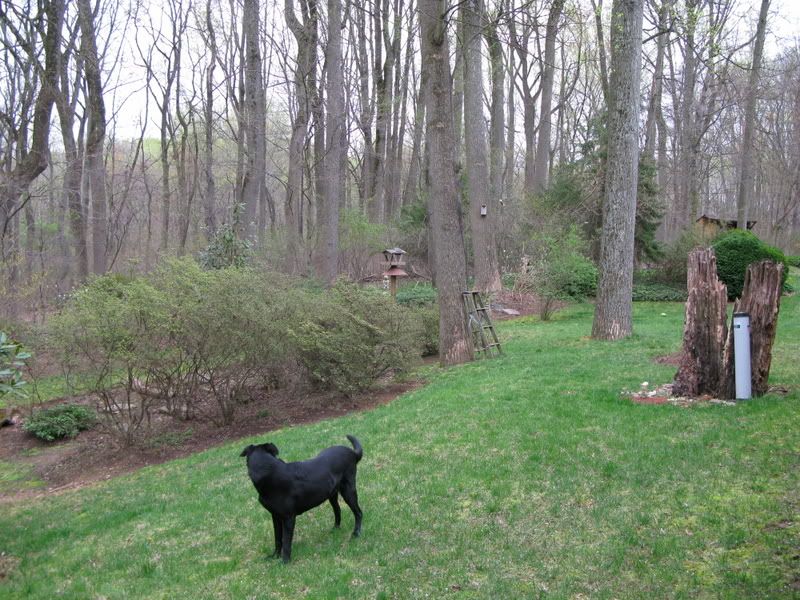 IMAGE: http://i76.photobucket.com/albums/j23/shortwave5/image005.jpg