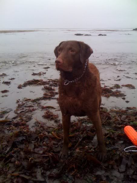 Dog