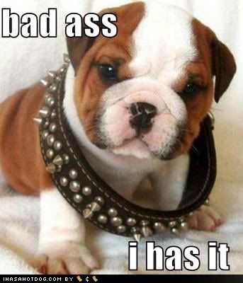 Forum Image: http://i76.photobucket.com/albums/j25/Masterjc/funny-dog-pictures-badass-collar.jpg