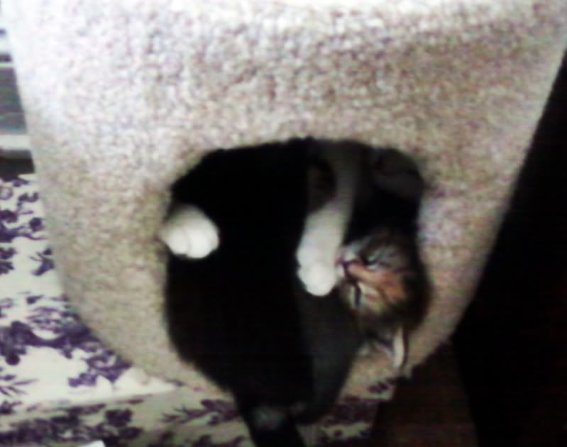 m If you look real close you can see big mother cat and all her kittens stuffed in there :)