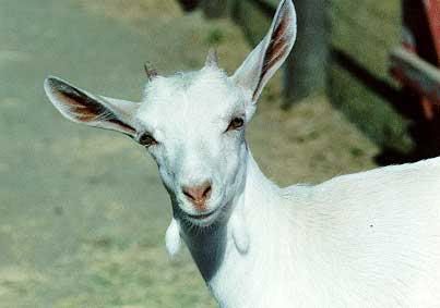 r A goat!