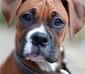 r A boxer!