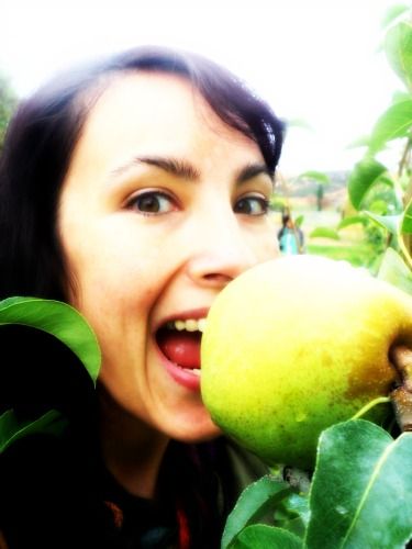 How not to eat a Royal Riviera pear... How not to eat a Royal Riviera pear...