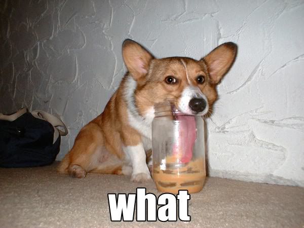 Corgiwut.jpg