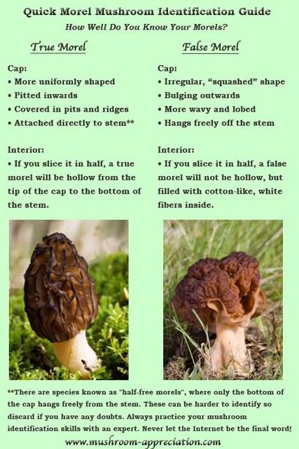 morel-mushroom-identification_zpsh1v493f