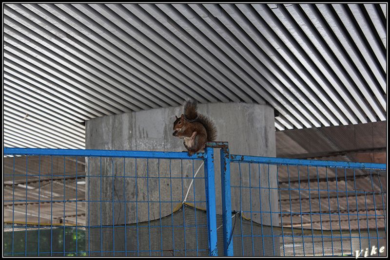 http://i76.photobucket.com/albums/j32/Vike01/Canada2014/Redim800pxFA_Canada/Canada14%20149.jpg Canada14%20149