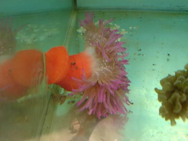 red base anemone