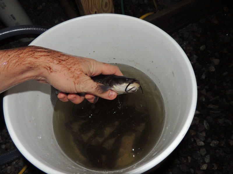 500 gallon fish tank below with some Brown Bullhead Catfish AKA 