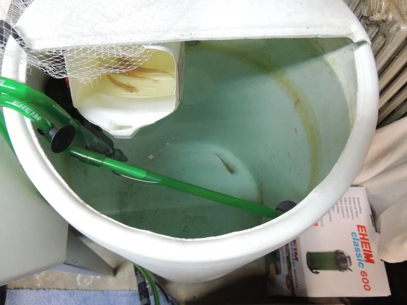 How to lower nitrate in aquaponics ~ Waters sistem
