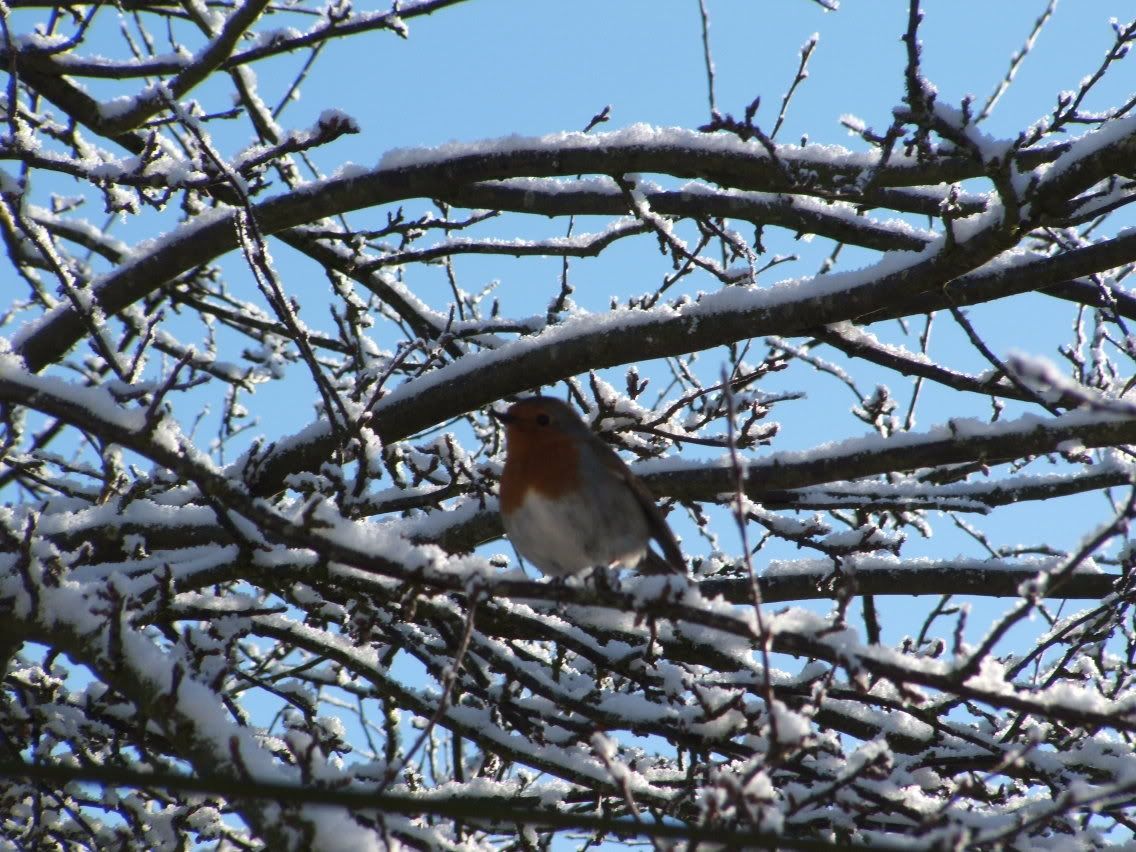 robin in snow coverd tree.