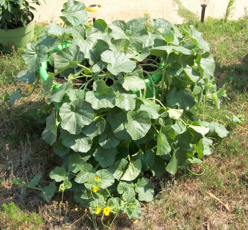 cantaloupe