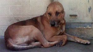 Abused German Shepherd