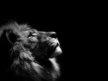  photo animals-lion-wallpaper_zpsfd49fvsp.jpg