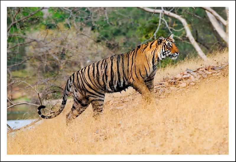 india08.jpg