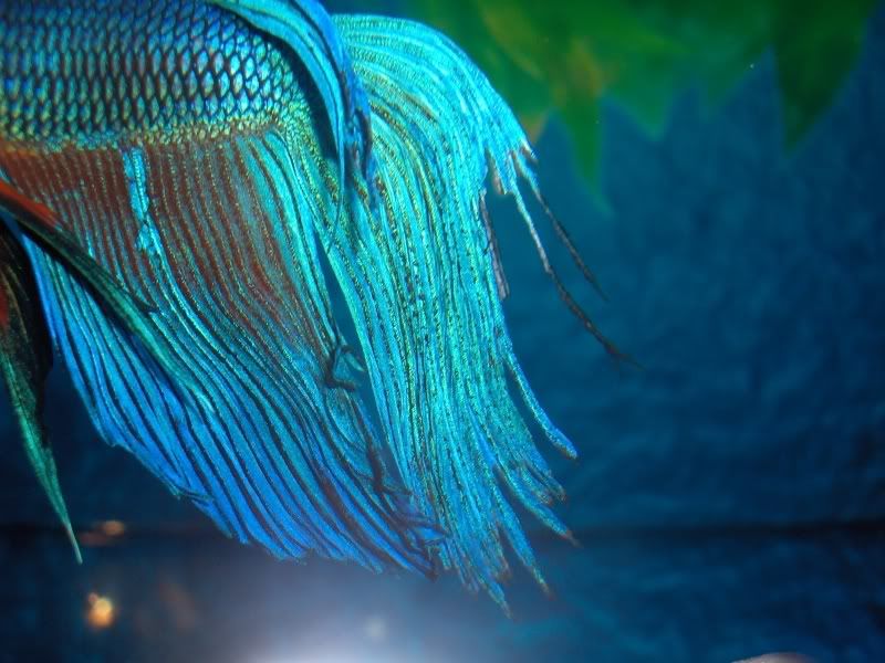 My Bettas Tail Is Starting To Shred. Fish Forum