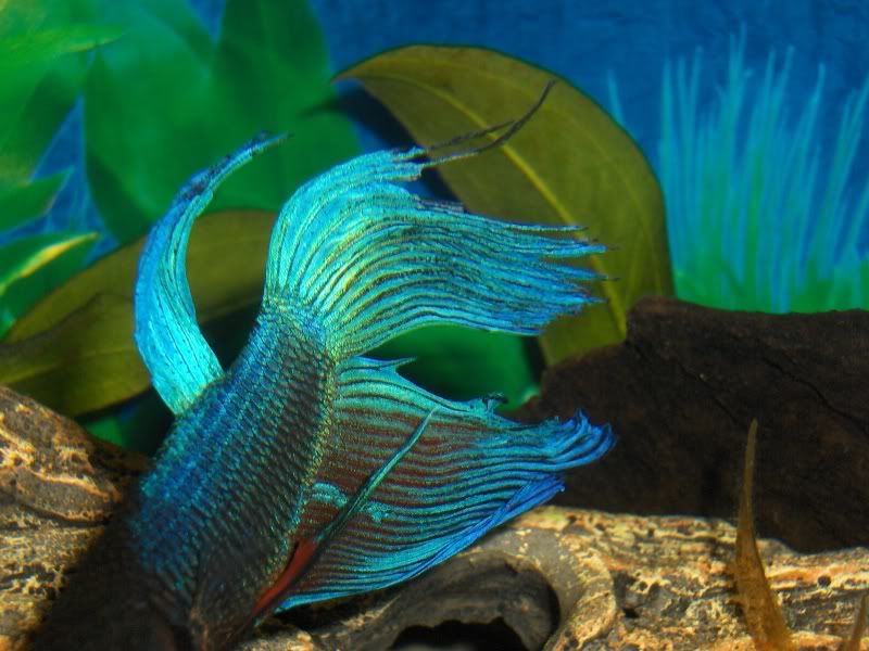 My Bettas Tail Is Starting To Shred. Tropical Fish Forums