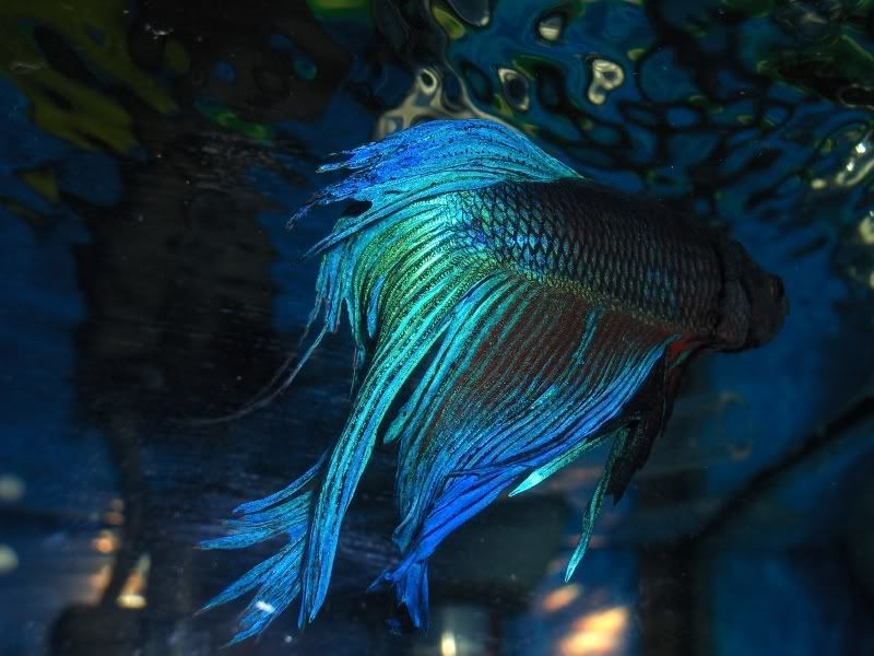 My Bettas Tail Is Starting To Shred. Fish Forum