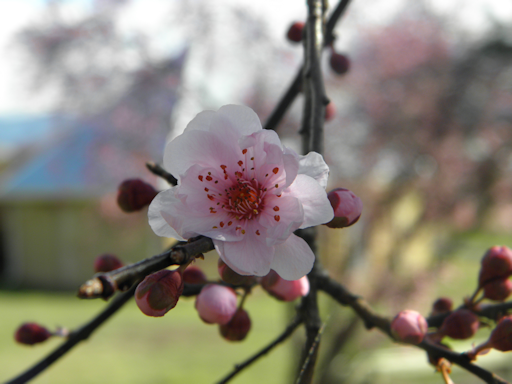 blossom22aug10.png