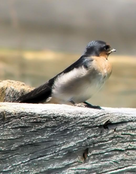 swallow10nov10.jpg