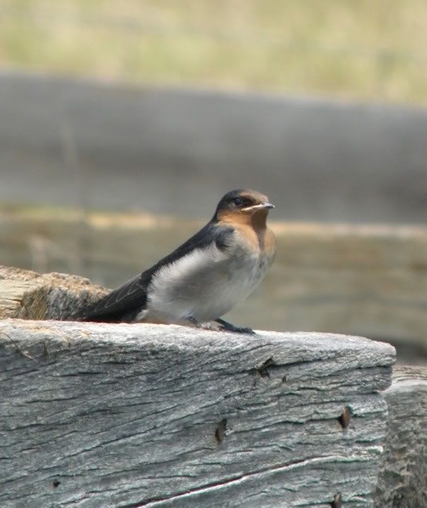 swallow20nov10_2.jpg