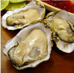 Willapa oysters