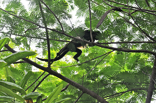 White Faced Monkey Peninsula Papagayo