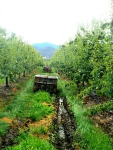 The orchards-- verdant and beautiful.