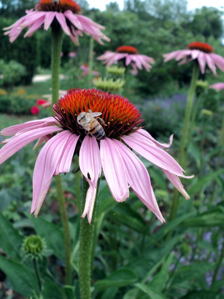 Bees and echinacea at the Weleda gardens