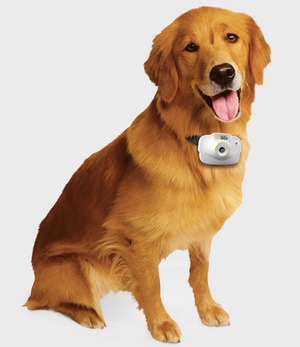 National Geographic Pet's Eye View camera