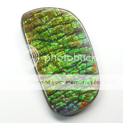 ammolite is the fossilized shell of many many million of year of 