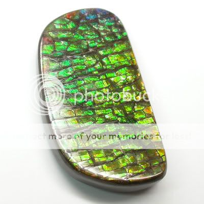 Ammonite Natural Ammolite Rare Stone 14.4 X 25.9 mm  