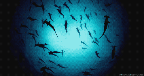  photo Hammerheads_zpsb8ruuzyn.gif