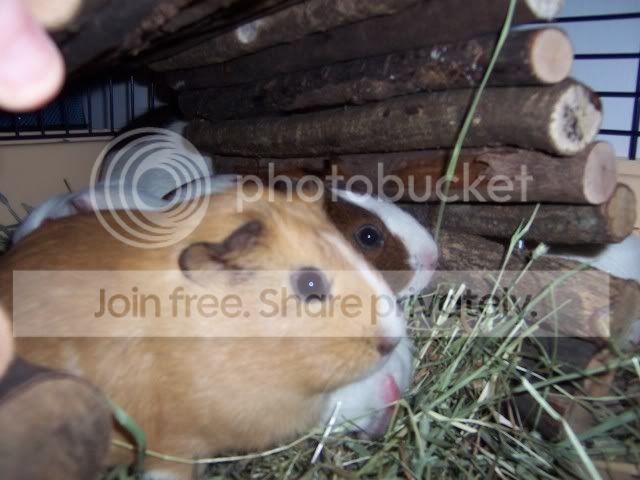 clairesrats129.jpg